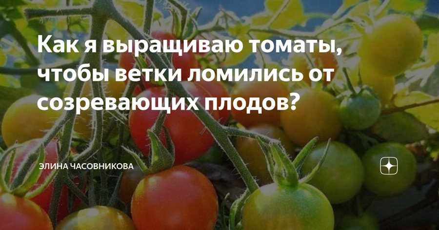 Тайны процесса выращивания помидоров: с семечки до спелых плодов!