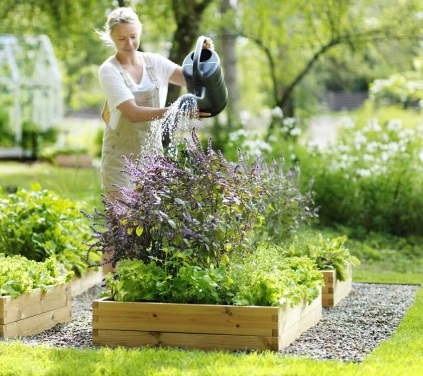 Дачное хозяйство: как создать процветающий огород под открытым небом