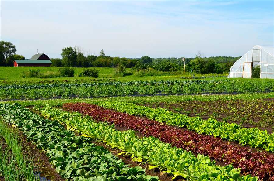 Организация устойчивого пространства для выращивания овощей без использования химических удобрений