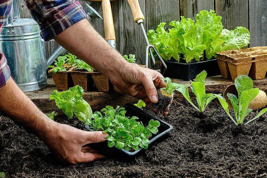 Выращивание овощей без применения химических удобрений