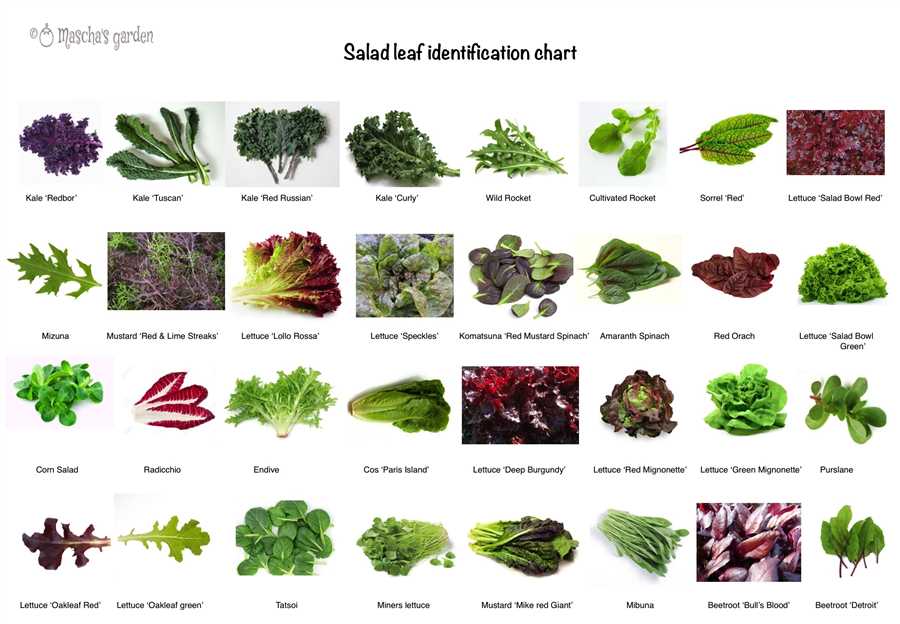 Сорта салатов: отличия во вкусе и текстуре