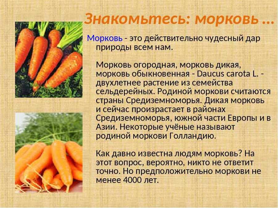 Секреты успешного выращивания моркови в саду
