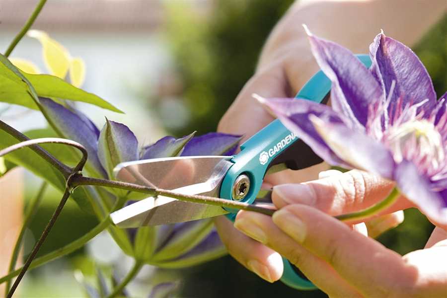 Обрезка растений: секреты сохранения здоровья вашего сада