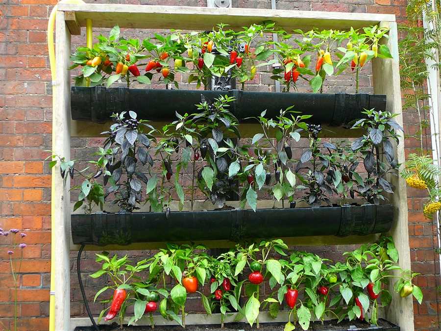 Мини-огород на балконе: наслаждение урожаем круглый год