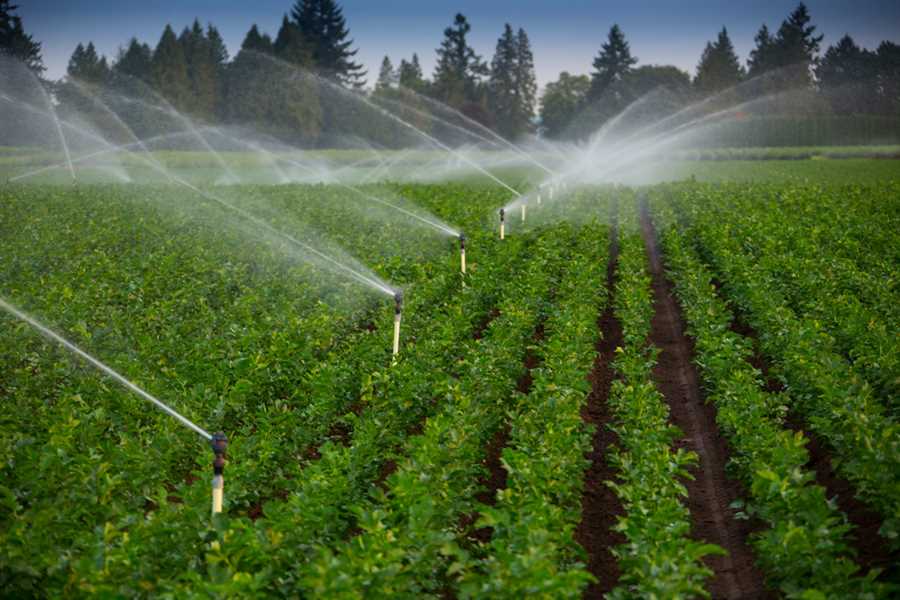 Идеальные состав и температура воды для полива растений