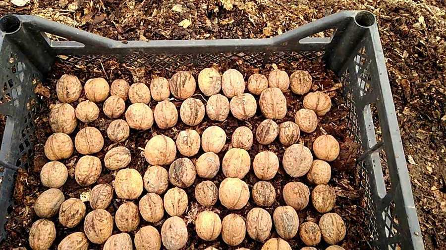 Орехи на даче: выращивание, использование и рецепты с грецкими орехами.