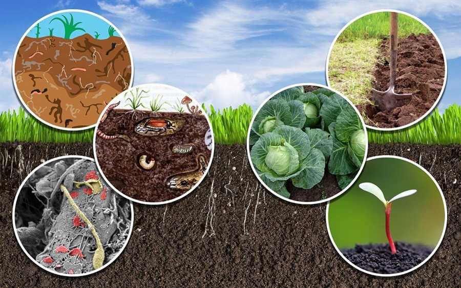 Органическое земледелие: как создать плодородный почвенный состав