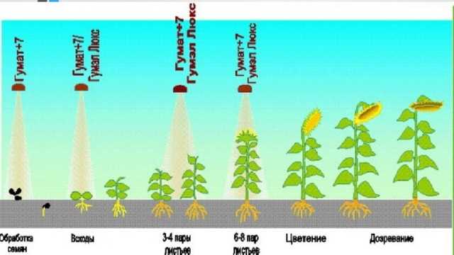 От семечки до роста: пошаговая инструкция по выращиванию подсолнечника