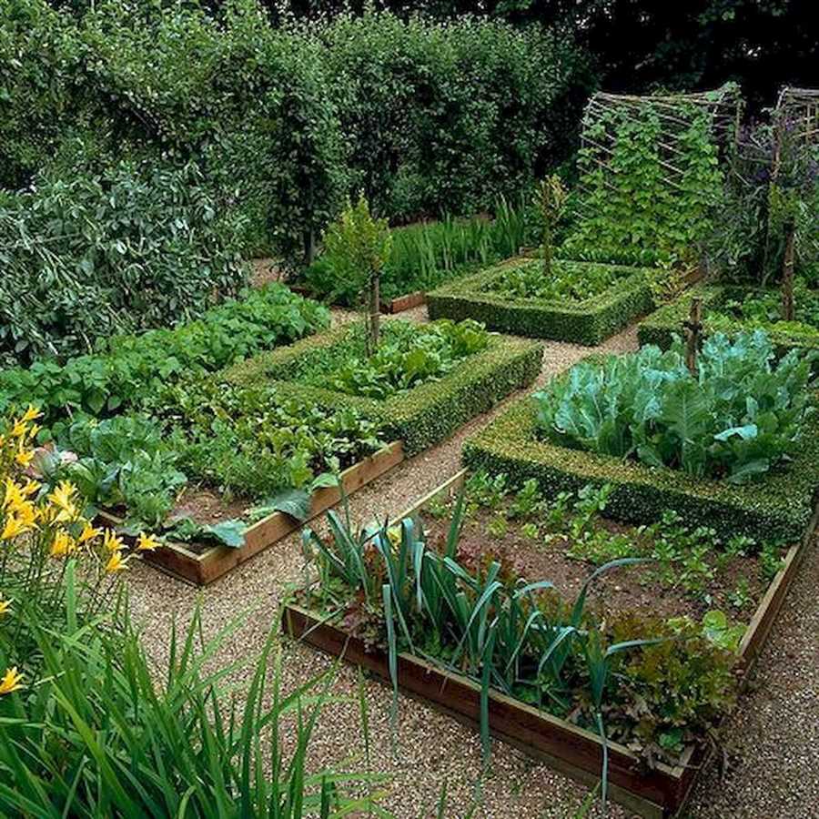 Легкие в выращивании растения для начинающих садоводов