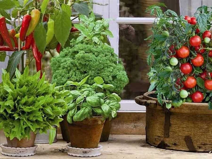 Овощи на подоконнике: новый тренд в садоводстве