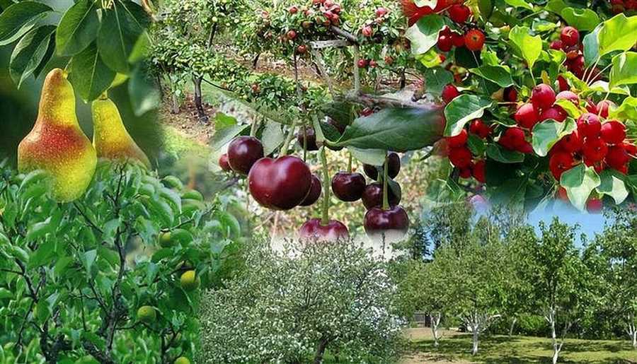 Плоды счастья: как правильно посадить фруктовые деревья на своей даче