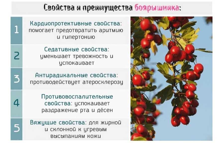 Плоды здоровья: польза плодовых деревьев для организма