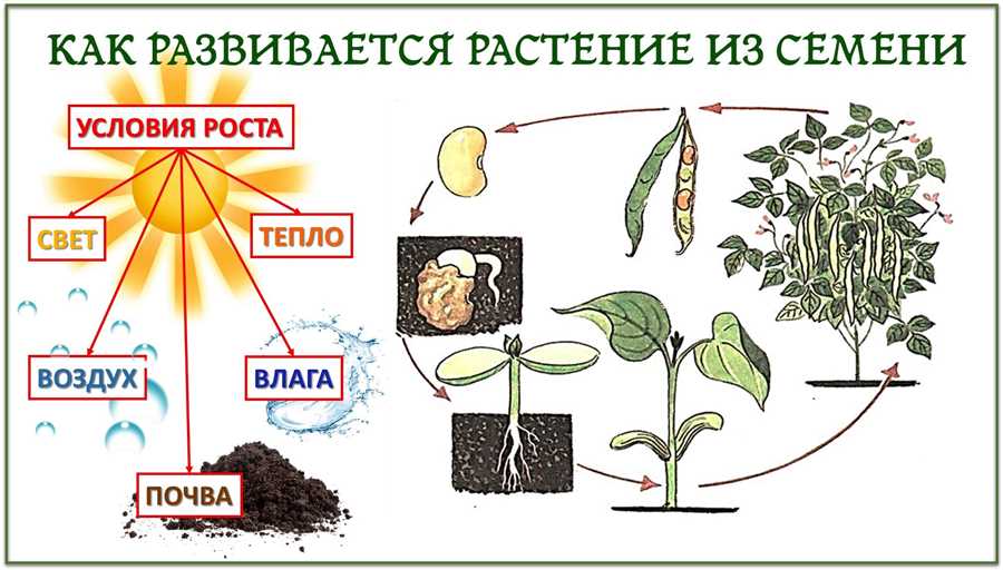 Простейшие методы размножения комнатных растений с низкой освещенностью