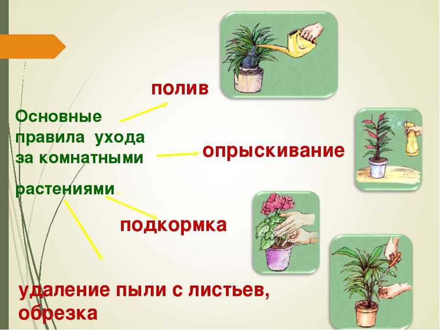 Растения с низкой освещенностью: как обеспечить им необходимый уровень влажности