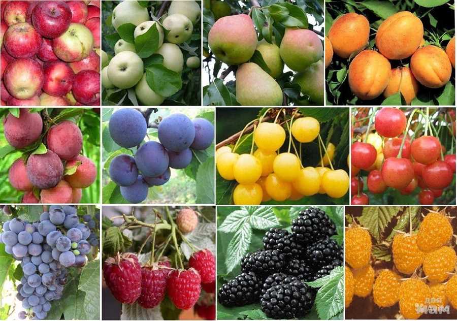 Разнообразие вкусов: лучшие сорта плодовых деревьев для вашего сада