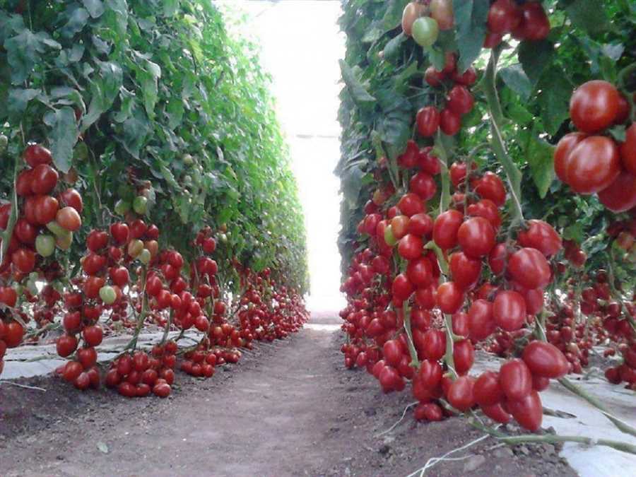 2. Подкормка помидоров