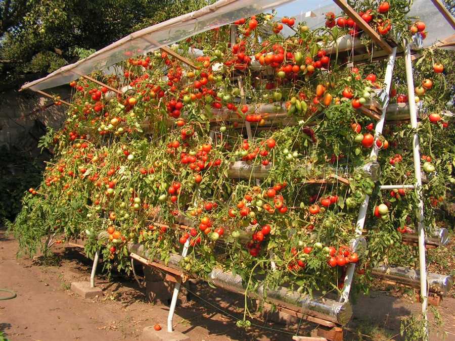 Секреты садоводства: как вырастить самые сочные помидоры в своем саду!