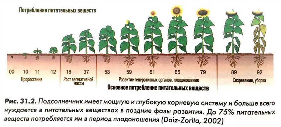 Подготовка почвы для выращивания подсолнечника