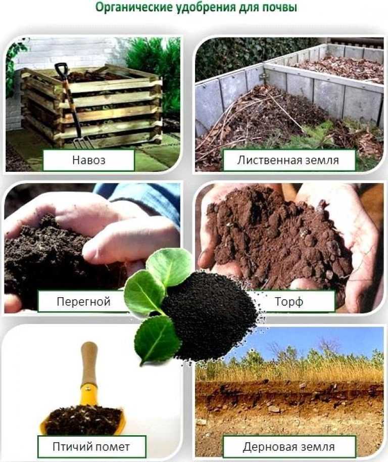 Разновидности удобрений: органические и минеральные