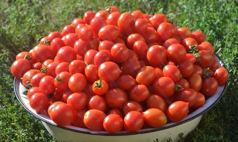 Слава урожаю: как обеспечить богатый урожай помидоров!