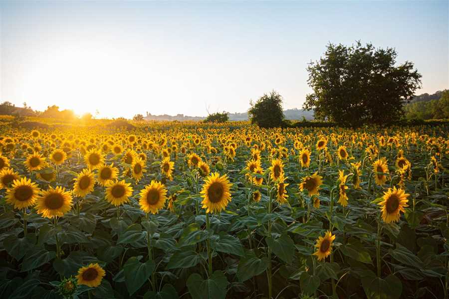 Солнечные лучи в вашем урожае: рекомендации по выращиванию подсолнечника