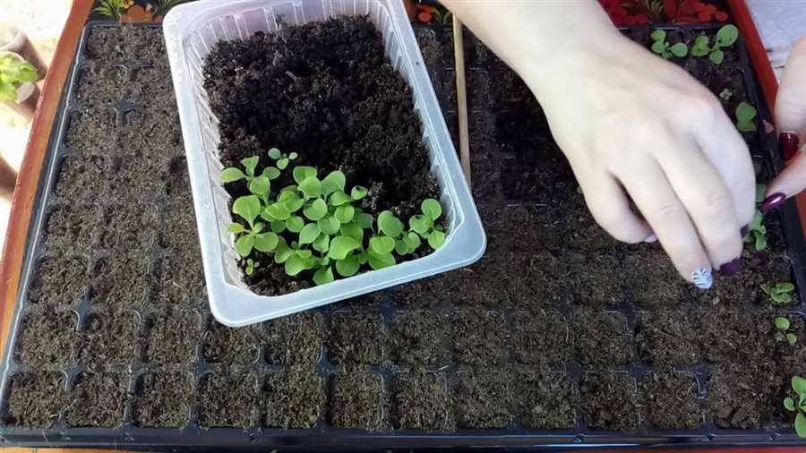Трюки садовода: пошаговые инструкции по выращиванию семян!