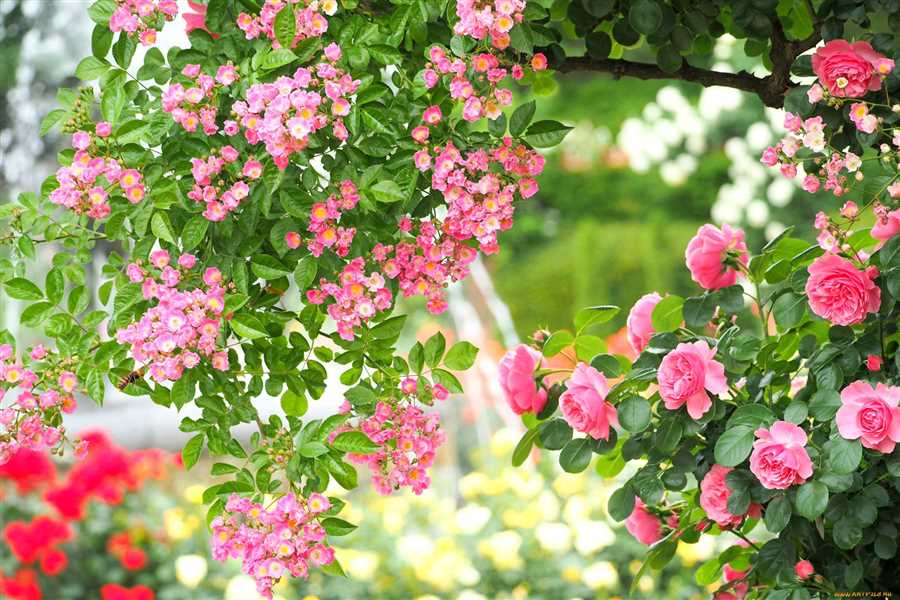 Цветущий рай: выбор и уход за кустовыми розами