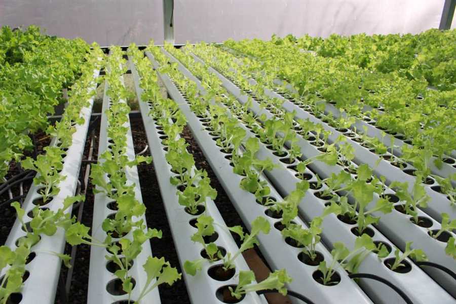 Применение пермакультуры: создание устойчивых систем выращивания