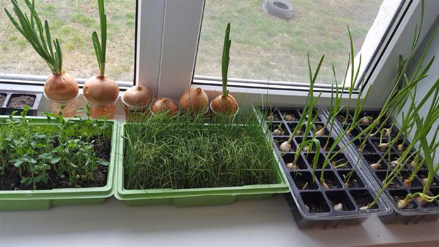 Урожай на окне: выращивание овощей и трав в горшках и грунте