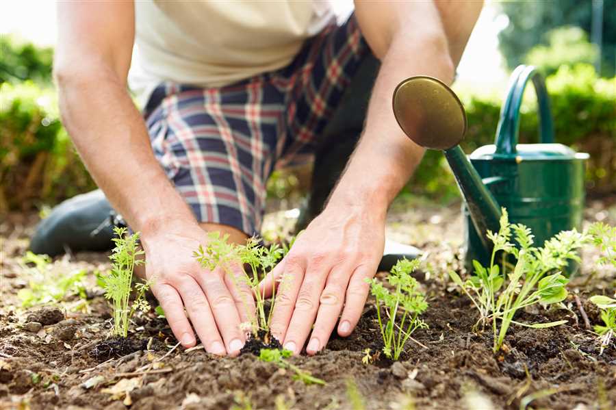 Успешный огородник: 10 практических советов для подсолнечной поляны!