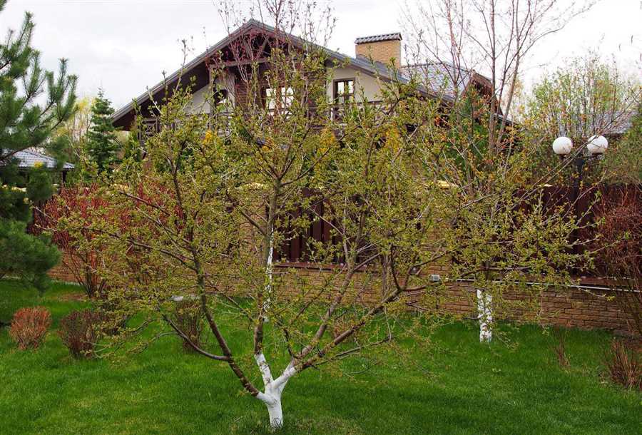 Вишневый сад: создание и уход за садом с вишней на даче.