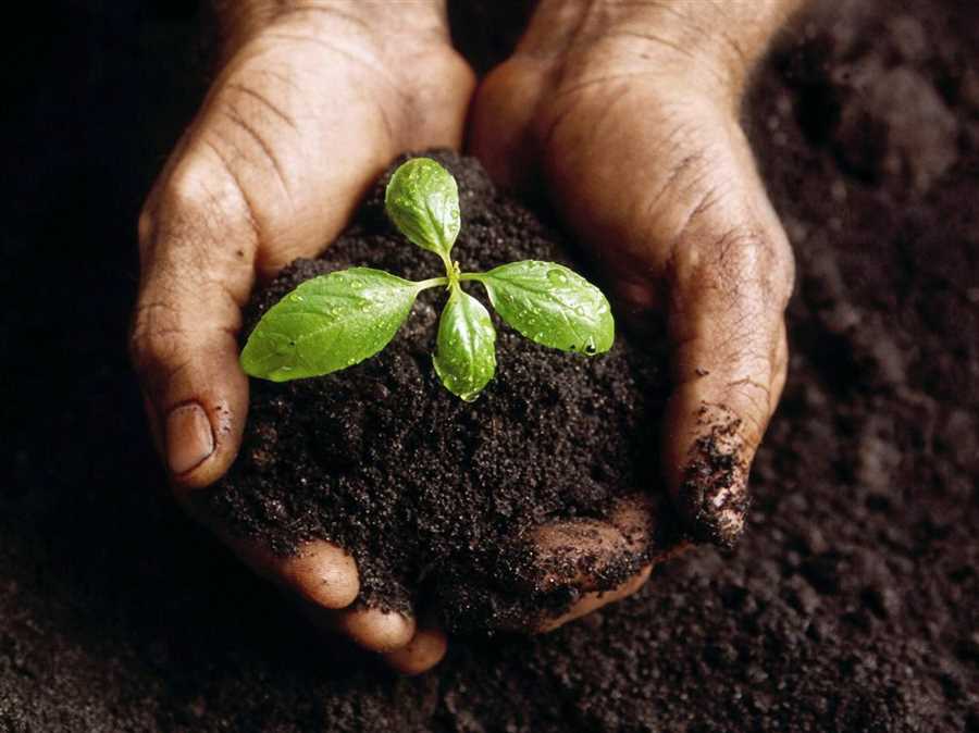 Значение почвы для растений и экосистемы