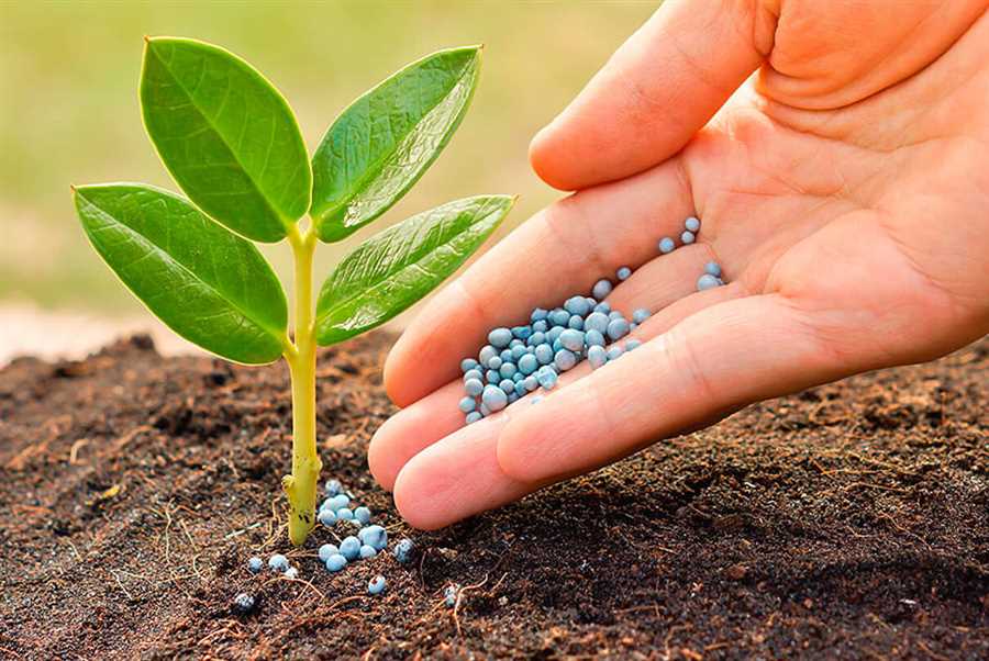 Забота о почве: как создать здоровое окружение для растений?