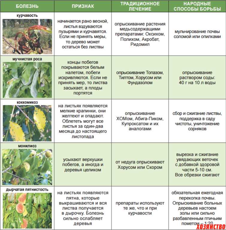 Защитники огорода: Как бороться с вредителями и болезнями растений