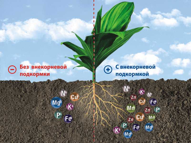 Биологическая активность почвы: как повысить ее уровень и создать условия для развития полезных микроорганизмов?